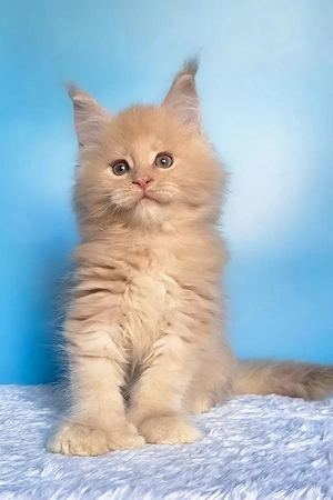 5 wunderschöne Maine Coon Kitten  4 Monate  Geimpft & Kinderlieb