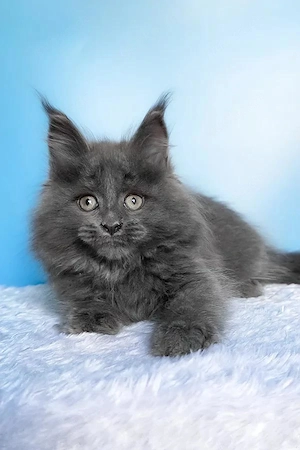 5 wunderschöne Maine Coon Kitten  4 Monate  Geimpft & Kinderlieb Bild 5