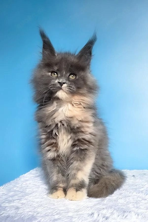 5 wunderschöne Maine Coon Kitten  4 Monate  Geimpft & Kinderlieb Bild 3