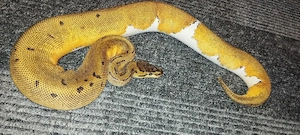 Königspython - Orange Dream Pinstripe Poss.Blaze Piebald 0.1 DNZ 25