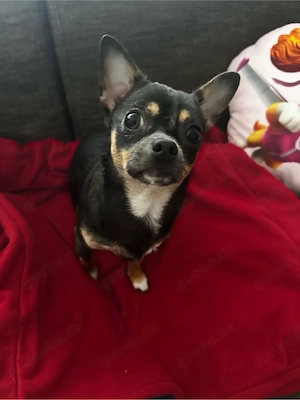 chihuahua 