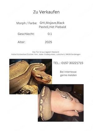 Königspython Zu Verkaufen