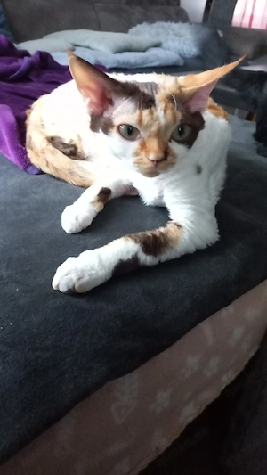 Devon Rex Pärchen ( mit umfangreicher Ausstattung ) in beste Hände abzugeben  Bild 3
