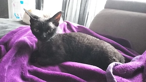 Devon Rex Pärchen ( mit umfangreicher Ausstattung ) in beste Hände abzugeben  Bild 6