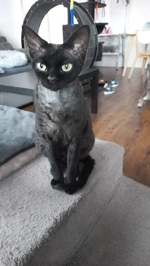 Devon Rex Pärchen ( mit umfangreicher Ausstattung ) in beste Hände abzugeben  Bild 4