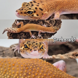 Leopardgecko Jungtier - Black Blood Eclipse + Paradox NZ25