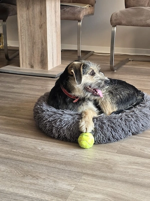 Sensibler Border Terrier-Mix(6 Monate)