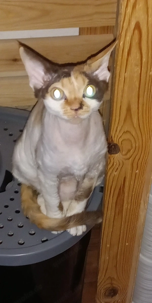 Devon Rex Pärchen ( mit umfangreicher Ausstattung ) in beste Hände abzugeben  Bild 7