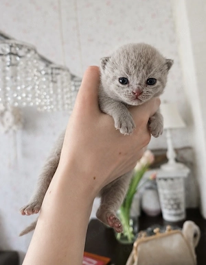 Kuschelige reinrassige Britisch Kurzhaar Kitten ( BKH ) mit Ahnenübersicht
