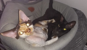 Devon Rex Pärchen ( mit umfangreicher Ausstattung ) in beste Hände abzugeben  Bild 2