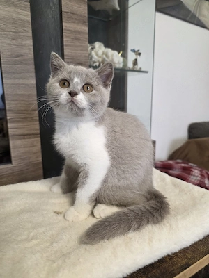 Reinrassige BKH Kitte. mit Stammbaum