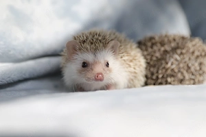 Afrikanische Weißbauchigel Babies abzugeben! Pygmy Hedgehogs <3