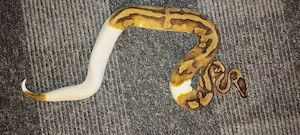Königspython -  1.0 Enchi Piebald 100%het.Clown DNZ24