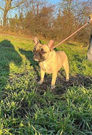 Französische Bulldogge 
