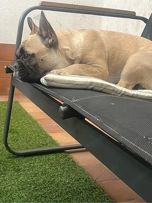 Französische Bulldogge  Bild 4