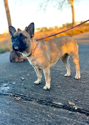 Französische Bulldogge  Bild 3