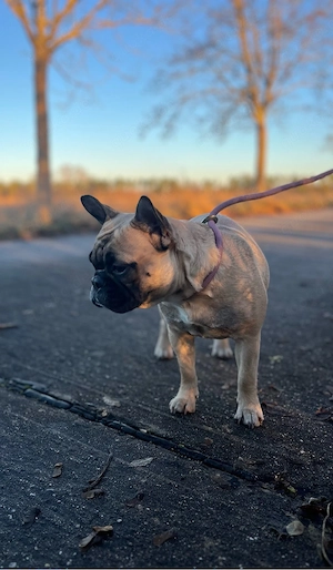 Französische Bulldogge  Bild 5