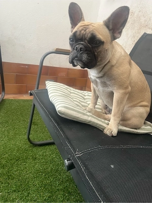 Französische Bulldogge  Bild 2