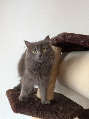 Süße Britische langhaar katze 