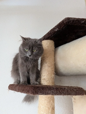 Britische Langhaar Katze 