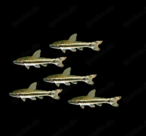 Ohrgitterharnischwels Otocinclus spec.