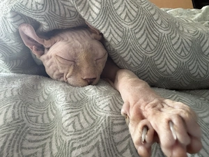 Schweren Herzens sucht unser geliebter Anubis ein neues Zuhause  Bild 5