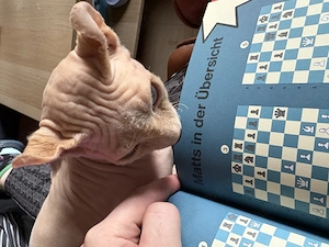 Schweren Herzens sucht unser geliebter Anubis ein neues Zuhause  Bild 2