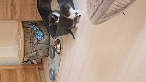 Zuckersüße kitten 
