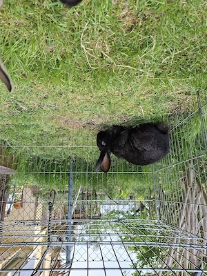Kaninchen 1 Jahr alt weiblich 