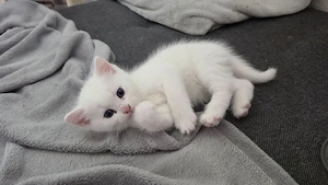 Wunderschöne BKH Kitten suchen liebevolles Zuhause 