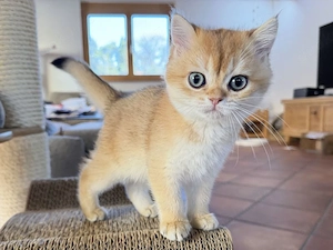 Wunderschöne BKH Kitten suchen liebevolles Zuhause 