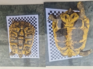 Grichische Landschildkröte weibchen 