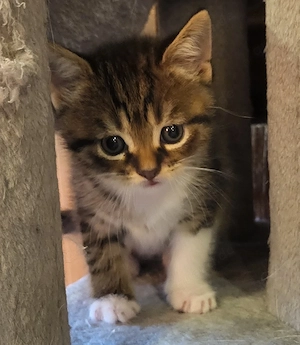 Britisch-Kurzhaar-Mix-Kitten