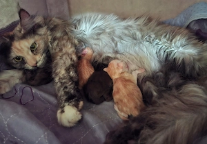 Reinrassige Maine Coon Kitten mit wesensfestem, verschmusten Charakter Bild 7