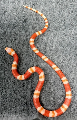 2.0 Lampropeltis triangulum hondurensis Albino