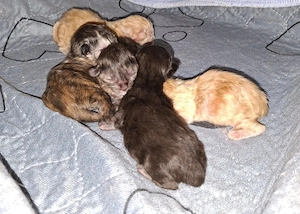 Reinrassige Maine Coon Kitten mit wesensfestem, verschmusten Charakter Bild 6