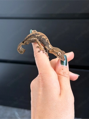 Uroplatus guentheri 1.1 