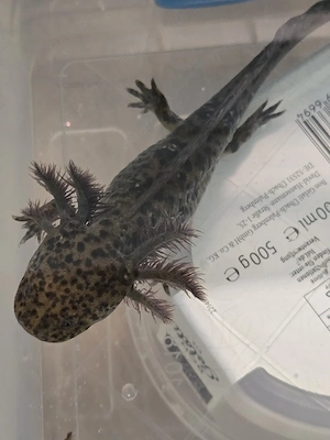 Axolotl Jungtiere