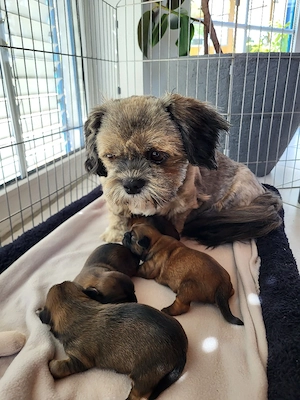 Shih Tzu   Pekinese
