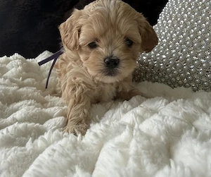 Wunderschöne F1 Maltipoo Welpen