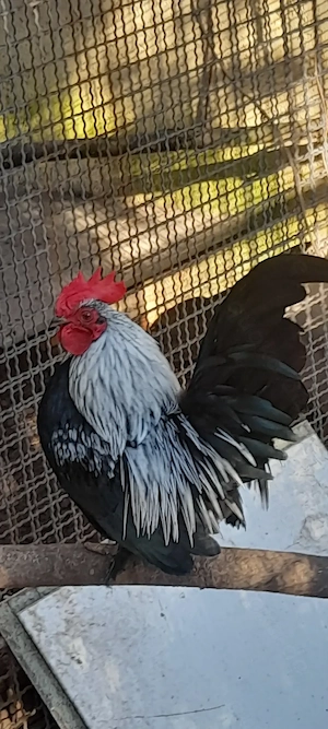 Chabo Zwerghühner