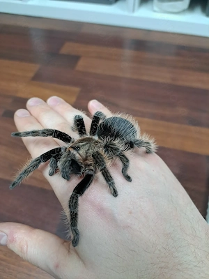 0.1 Tiltocatl albopilosus honduras (mit HKN) Weibchen zur Abholung in Ludwigsburg