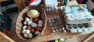 Eier Nandu Laufenten Wachtel 