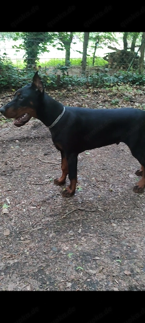 Dobermannrüde 5 Monate 