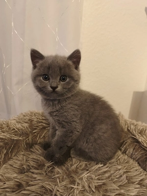 Kitten Britisch kurzhaar BkH 