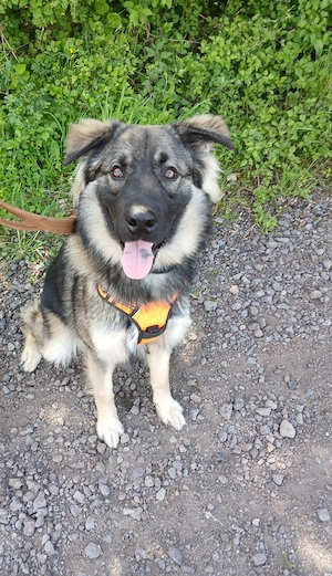 Dringend Wunderschönen Hund zu verkaufen 