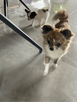 Chihuahua Hündin sicht ihre Familie