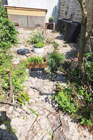 THB Weibchen gesucht Landschildkröte