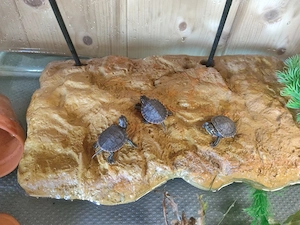 Indianer Zierschildkröte, chrysemys picta belli 