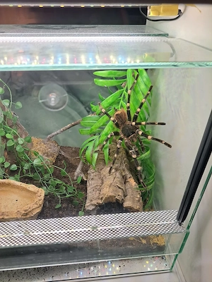 1.0 Acanthoscurria geniculata (RH 09.25) - Männchen sucht Weibchen zur Verpaarung